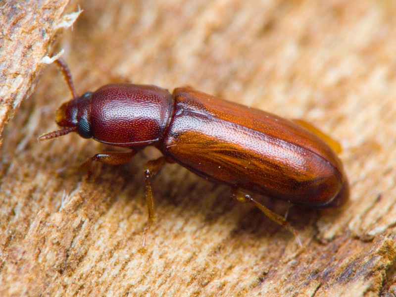 Corticeus pini Panzer, 1799